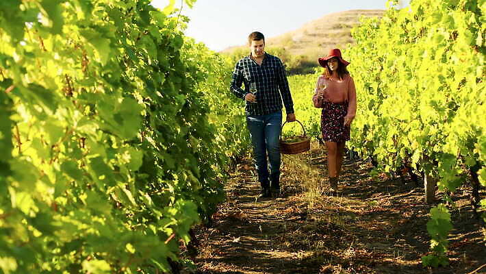 백인 라이프스타일 커플 음료 농업 와인잔 자연 포도 휴가 대화 미소 풍경 두명 농장 바구니 와인 계곡 낭만 마시기 가을 시골 축하 알코올 붓기 맛 화이트와인 건배 포도밭 축배 양조 양조장 4K MOV 해외동영상 클립영상 서양인 계절 산업 컨셉 밭 술잔 과일 관계 모션 주류 표정 말하기 사람 생활 생태계 동영상 파일형식