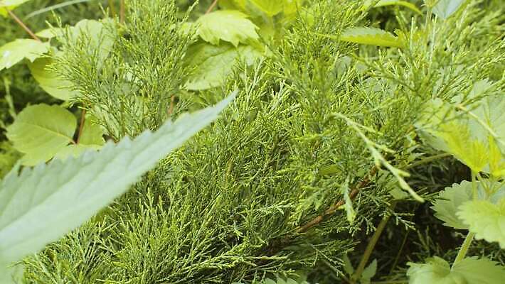나무 식물 계절 공원 백그라운드 잎 패턴 모션 자연 파노라마 사람없음 야외 초록색 뷰티 카메라 정원 나뭇가지 닫기 숲 관목 심볼 만족 질감 내추럴 향나무 4K MOV 해외동영상 클립영상 공공시설 감정 컬러 무늬 촬영기법 전자제품 생태계 동영상 파일형식