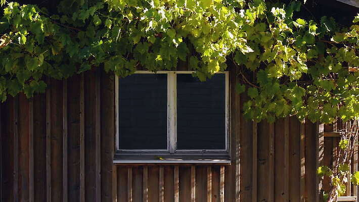 식물 외관 벽 잎 창문 유리 아침 주택 그림자 사람없음 야외 햇빛 맑음 시골 스위스 포도나무 판잣집 4K MOV 해외동영상 클립영상 주간 유럽 재질 날씨 건물 태양 과일나무 동영상 파일형식