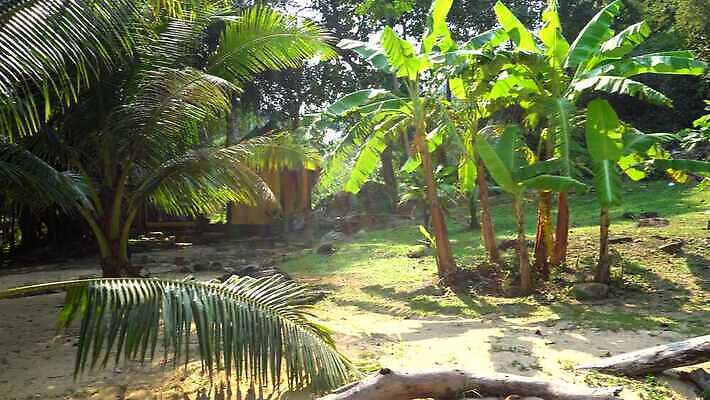 나무 모래 바다 섬 여행 백그라운드 태국 자연 하늘 바람 휴가 휴식 손바닥 사람없음 야외 초록색 물 파란색 야자수 햇빛 태양 맑음 휴양지 하와이 장면 코코넛 내추럴 바하마 이국적 파라다이스 4K MP4 해외동영상 클립영상 자연요소 식물 손 아시아 컬러 컨셉 과일 날씨 미국 장소 생태계 동영상 파일형식