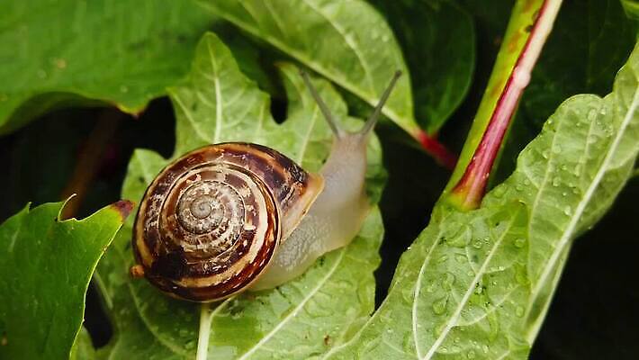 동물 잎 모션 자연 연체동물 안테나 사람없음 초록색 걷기 환경 정원 초콜릿 젖음 껍질 비행 악단 투명 닫기 해충 땅 달팽이 보케 촉수 느림 기어가기 블러효과 진실 MP4 해외동영상 클립영상 식물 음악 컬러 통신 디저트 무척추동물 벌레 생태계 동영상 블러 파일형식 효과