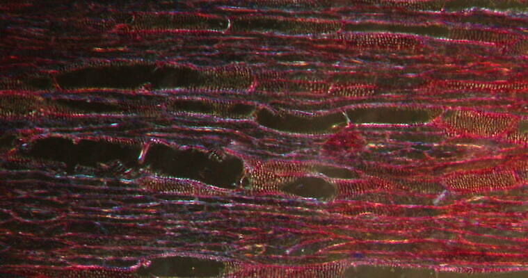 식물 꽃 과학 이동 패턴 과일 세포 사람없음 빨간색 초록색 시험 성장 조직 횡단보도 확대 민들레 먹기 뿌리 밀가루 지원 4K 현미경관찰 MOV 해외동영상 클립영상 교육 컬러 컨셉 무늬 모션 관찰 보행로 가루 동영상 파일형식