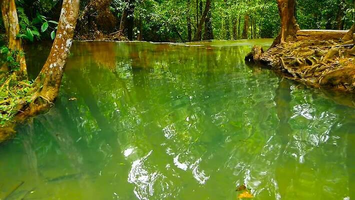 나무 식물 공원 호수 여행 백그라운드 잎 자연 하늘 손바닥 풍경 사람없음 야외 초록색 물 빛 강 세계 반사 환경 어둠 고요 놀람 광선 터널 숲 열대우림 생태계 내추럴 깊이 뿌연 생태학 이국적 터키석 파라다이스 MOV 해외동영상 클립영상 자연요소 손 공공시설 교육 감정 길 컬러 표정 보석 동영상 파일형식