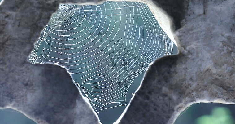 모양 나무 동물 디자인 벽 곤충 백그라운드 패턴 창문 자연 추상 주택 실내 사람없음 장식 환경 디지털 웹 젖음 수확 안개 실 닫기 유령 거미줄 질감 거미 낭비 모기 블러 호러 흉터 4K MOV 해외동영상 클립영상 식물 컨셉 무늬 농업 인터넷 모션 날씨 내부 건물 해충 상처 생태계 공포 동영상 파일형식