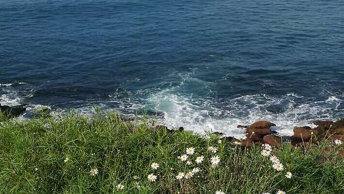 식물 파도 바다 파노라마 국립공원 경사 사람없음 노란색 미국 들꽃 벚꽃 서핑 허브 환경보전 생태계 데이지 심플 캘리포니아 태평양 악취 산티아고 서쪽 천진난만 흉터 스플래쉬 4K MP4 해외동영상 클립영상 공원 꽃 컬러 컨셉 북아메리카 촬영기법 수상스포츠 상처 방향 사회이슈 냄새 동영상 파일형식