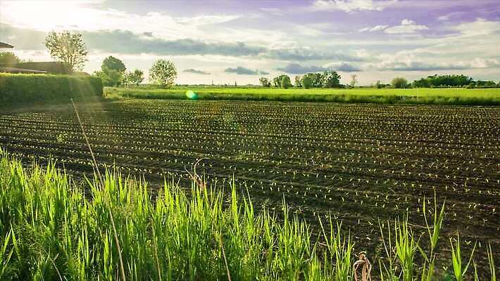 나무 식물 계절 유럽 도로 여행 백그라운드 밭 농업 과일 자연 하늘 산 주택 파노라마 사람없음 야외 초록색 파란색 컬러풀 농장 농경지 환경 와인 봄 이탈리아 시골 언덕 포도밭 장면 산기슭 밭일 시에나 양조장 토스카나 4K MP4 해외동영상 클립영상 나라 산업 길 컬러 교통시설 주류 촬영기법 건물 생태계 동영상 파일형식