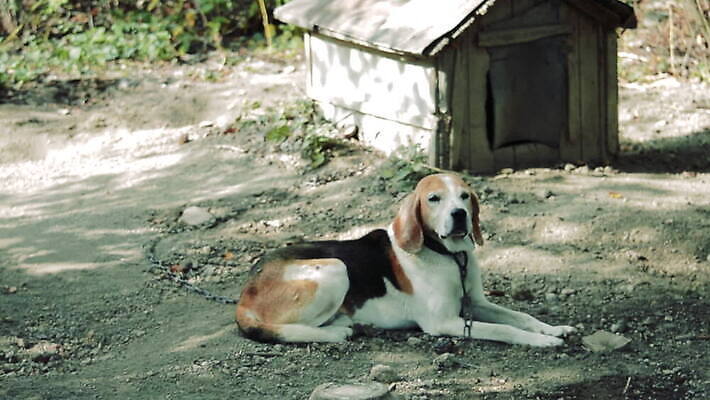 동물 외관 응시 행복 포즈 백그라운드 밭 자연 휴식 건강 피곤 사람없음 야외 반려동물 장난감 달리기 에너지 수확 시골 역사 개 강아지 작음 사냥 러시아 향기 사냥개 귀 비글 사냥꾼 복종 신앙심 주목 표준 순혈 MOV 해외동영상 클립영상 직업 시선 감정 유럽 컨셉 농업 포유류 모션 신체부위 크기 생태계 냄새 동영상 파일형식