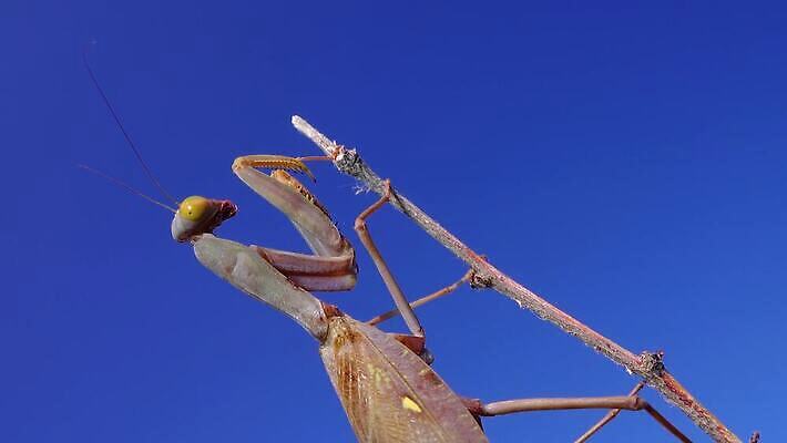 동물 여자 야생동물 곤충 절지류 자연 하늘 무척추동물 안테나 사람없음 초록색 파란색 갈색 기도 육식동물 내추럴 포식 4K MP4 해외동영상 클립영상 컬러 통신 사람 생태계 동영상 파일형식