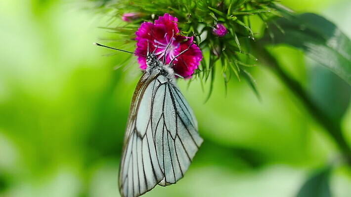 식물 계절 꽃잎 꽃 컬러 나비 곤충 백그라운드 잎 꽃무늬 날개 자연 초원 사람없음 야외 초록색 봄 벚꽃 흰색 산딸기 내추럴 MOV 해외동영상 클립영상 동물 무늬 과일 생태계 동영상 파일형식