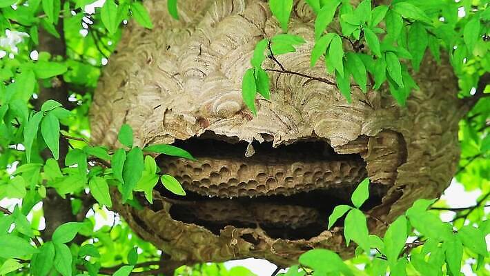 나무 동물 공원 종이 곤충 잎 날개 자연 지붕 매달리기 경비 사람없음 야외 초록색 여름 정원 봄 줄무늬 발코니 분노 나뭇가지 구멍 해충 벌레 둥지 말벌 위험 공격 벌 묘사 먼지 찌르기 벌집 내추럴 공격적 드론 소셜 식민지 MOV 해외동영상 클립영상 식물 계절 공공시설 감정 컬러 컨셉 무늬 모션 안전 보호 벌_곤충 생태계 동영상 파일형식
