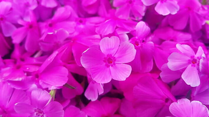 식물 계절 공원 꽃 물결 백그라운드 잎 농업 모션 자연 건강 사람없음 야외 초록색 컬러풀 햇빛 노란색 정원 봄 활발 성장 벚꽃 가을 나뭇가지 신선 개화 황금 닫기 숲 10월 내추럴 4K MOV 해외동영상 클립영상 나무 공공시설 산업 컬러 컨셉 태양 날짜 생태계 동영상 파일형식