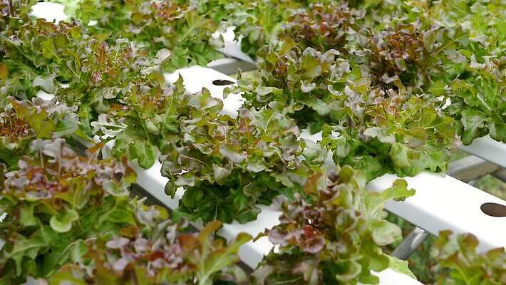 식물 산업 백그라운드 잎 농업 채소 비즈니스 재료 공장 실내 건강 사람없음 초록색 농장 환경 수확 성장 신선 상추 다발 시설 유기농 원예 일렬 비타민 내추럴 밭일 생태학 수경재배 온실 줄서기 채식주의자 많음 4K MP4 해외동영상 클립영상 웰빙 교육 컬러 컨셉 공업 모션 취미 내부 채식 동영상 영양소 파일형식