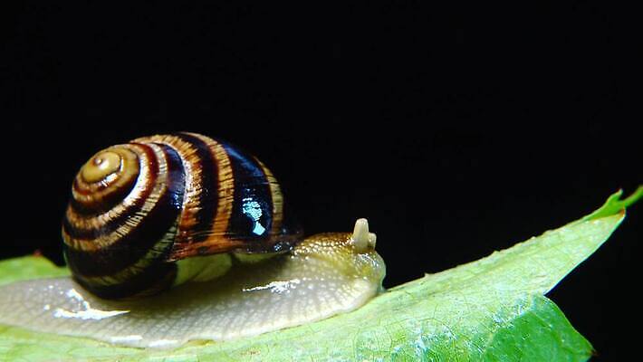 동물 야생동물 백그라운드 자연 연체동물 나선형 사람없음 야외 초록색 갈색 정원 젖음 껍질 덮기 느림 내추럴 기어가기 식용 끈적임 4K MP4 해외동영상 클립영상 컬러 무늬 모션 무척추동물 생태계 동영상 파일형식