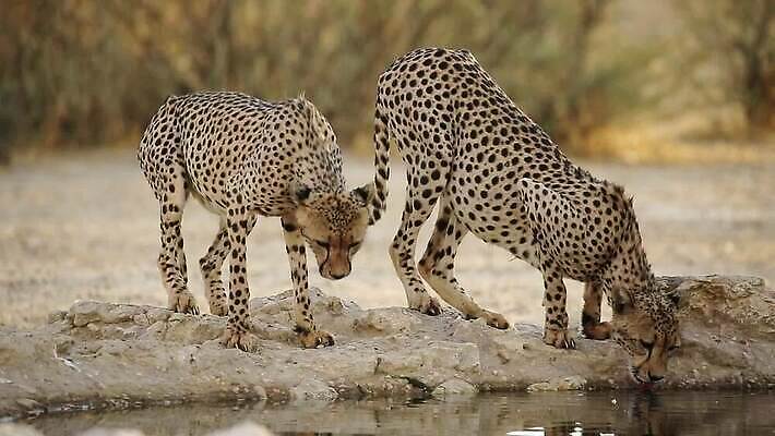 동물 응시 야생동물 포유류 모션 아프리카 자연 종류 사람없음 야외 물 환경 고양이 점 황무지 보호 갈증 사파리 속도 육식동물 멸종 동영상 치타 남쪽 내추럴 경보 남아프리카 동물상 생태학 칼라하리 HD MOV 해외동영상 클립영상 자연요소 시선 교육 나라 컨셉 반려동물 조형물 사막 방향 생태계 파일형식