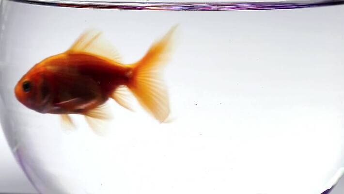 동물 1 오렌지 모션 유리 어류 사람없음 물 반려동물 반사 수중 흰색 신선 투명 액체 사발 황금 작음 어항 싱글 눈금 꼬리 금붕어 탱크 지느러미 수족관 잉어 내추럴 강렬 고립 이국적 4K MP4 해외동영상 클립영상 자연요소 컬러 과일 재질 수중동물 사기그릇 크기 동영상 파일형식