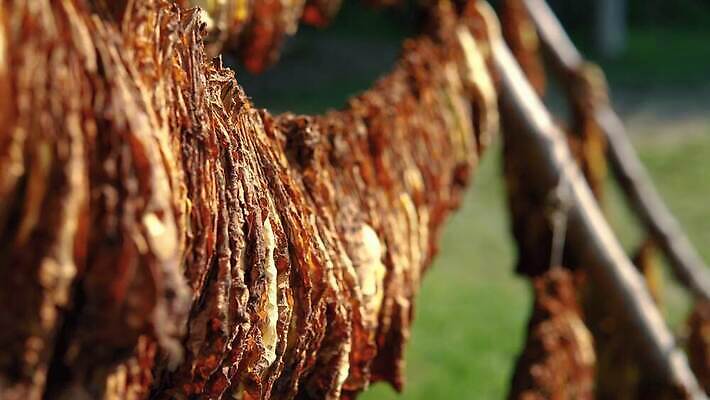 식물 전통 산업 컬러 백그라운드 잎 밭 농업 자연 건조 흡연 담배 매달리기 사람없음 목재 초록색 농작물 농장 갈색 노란색 수확 가을 시골 업무 황금 농부 상품 유기농 질감 쿠바 중독 내추럴 습관 외양간 니코틴 아바나 핸드메이드 4K MP4 해외동영상 클립영상 나무 직업 웰빙 계절 재료 모션 작업 중앙아메리카 생태계 동영상 파일형식