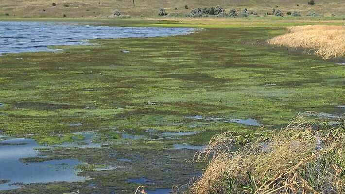 식물 야생동물 바다 자연 사람없음 초록색 환경 바닷속 수중 해조류 생태계 광합성 산화 생태학 소금물 4K 수중영상 MP4 해외동영상 클립영상 동물 교육 컬러 해양식물 동영상 파일형식