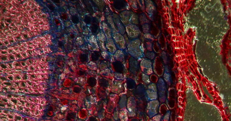 식물 꽃 과학 이동 패턴 과일 세포 사람없음 빨간색 초록색 시험 성장 조직 횡단보도 확대 먹기 뿌리 밀가루 지원 4K 현미경관찰 MOV 해외동영상 클립영상 교육 컬러 컨셉 무늬 모션 관찰 보행로 가루 동영상 파일형식