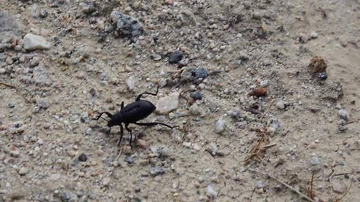 동물 야생동물 모래 여행 곤충 아프리카 자연 건조 따뜻함 사람없음 달리기 맑음 검은색 봄 사막 뜨거움 닫기 모래언덕 딱정벌레 모로코 사하라 선로 혼자 4K MP4 해외동영상 클립영상 계절 나라 컬러 모션 날씨 언덕 생태계 동영상 파일형식