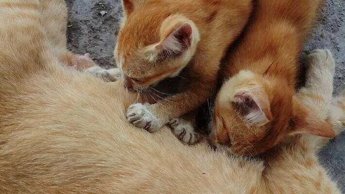 동물 여자 어린이 음식 포유류 가족 자연 엄마 휴식 털 사랑 사람없음 마을 고양이 우유 간호사 아기 최고 닫기 빨다 작음 먹이 모피 먹기 간호 배고픔 부드러움 솜털 4K MP4 해외동영상 클립영상 감정 컨셉 관계 모션 유제품 사람 반려동물 의료진 감각 크기 생태계 동영상 파일형식