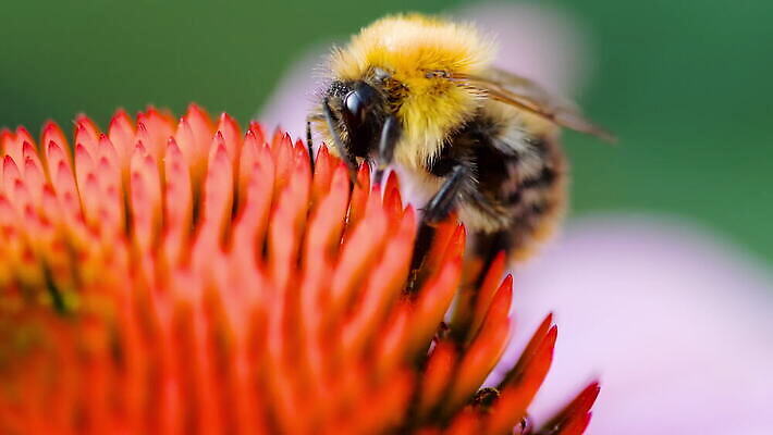 식물 동물 꽃잎 꽃 분홍색 곤충 백그라운드 날개 자연 사람없음 야외 초록색 여름 정원 보라색 줄무늬 벚꽃 수분 벌 꽃가루 원뿔 호박벌 4K MOV 해외동영상 클립영상 도형 계절 컬러 무늬 벌_곤충 가루 생태계 동영상 파일형식