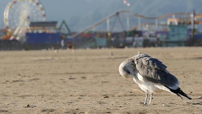 주간 공원 모래 바다 자연 갈매기 조류 사람없음 여름 햇빛 뷰티 탑 항구 맑음 미국 바퀴 손목시계 깃털 캘리포니아 장면 태평양 남쪽 로스앤젤레스 안전요원 많음 수평선 카피스페이스 4K 산타모니카 MP4 해외동영상 클립영상 자연요소 동물 건축물 계절 공공시설 시계 컨셉 북아메리카 장신구 교통시설 날씨 태양 공백 방향 생태계 동영상 파일형식