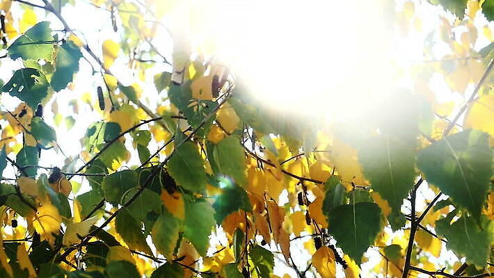 나무 식물 계절 공원 컬러 백그라운드 잎 패턴 오렌지 자연 추상 건조 사람없음 야외 빨간색 초록색 빛 컬러풀 햇빛 태양 노란색 환경 맑음 활발 광선 가을 나뭇가지 황금 숲 질감 보케 파열 내추럴 MOV 해외동영상 슬로모션 클립영상 자연요소 공공시설 컨셉 무늬 과일 날씨 촬영기법 생태계 동영상 파일형식