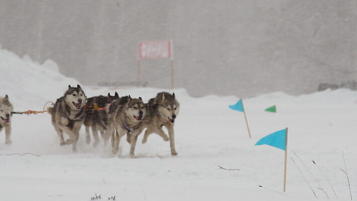 동물 스포츠 포즈 겨울 자연 사람 풍경 사람없음 야외 반려동물 달리기 얼음 경쟁 운전 추위 레이싱 운전사 당기기 개 승차 속도 러시아 썰매 북쪽 썰매타기 기르기 라이더 시베리아 전력질주 폭설 MOV 해외동영상 슬로모션 클립영상 레이스천 자연요소 직업 계절 유럽 컨셉 포유류 모션 눈_날씨 촬영기법 시합 전통놀이 직물 자연재해 방향 생태계 동영상 돌봄 파일형식