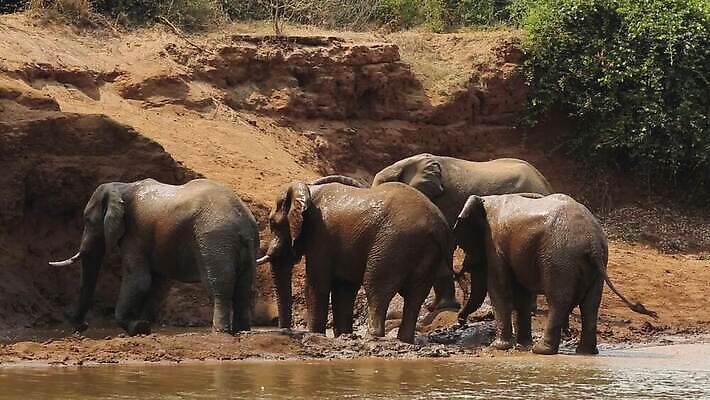 동물 남자 야생동물 포유류 모션 아프리카 자연 초식동물 코끼리 사람없음 야외 물 강 환경 황무지 보호 큼 사파리 황소 클립 스프레이 분무기 진흙 서식지 동영상 남쪽 내추럴 남아프리카 동물상 생태학 HD 크루거 MOV 해외동영상 클립영상 자연요소 교육 나라 컨셉 사람 조형물 소 크기 방향 생태계 남아프리카공화국 파일형식