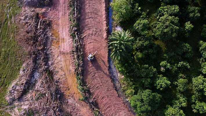 나무 산업 아시아 모래 사람없음 야외 건물 목재 환경 기계 장비 에너지 수확 숲 열대우림 굴착기 발굴 먼지 사암 잡동사니 말레이시아 개발 벌목 생태학 착취 4K MOV 해외동영상 클립영상 식물 건축물 교육 나라 농업 재료 돌_바위 중장비 동영상 파일형식