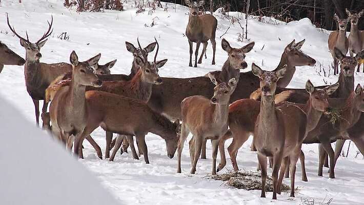 동물 계절 공원 남자 야생동물 겨울 포유류 자연 사슴 뿔 서기 풍경 사람없음 빨간색 달러 골짜기 추위 가을 흰색 황무지 군중 숲 방목 바퀴자국 사파리 꼬리 사냥 장면 눈보라 산악지대 웅장함 투쟁 4K HD MP4 해외동영상 클립영상 공공시설 컬러 돈 자국 모션 산 눈_날씨 사람 축산업 생태계 동영상 파일형식