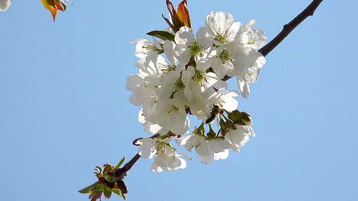 나무 식물 계절 꽃잎 꽃 분홍색 곤충 백그라운드 꽃무늬 자연 새로움 사람없음 야외 정원 일본 봄 활발 벚꽃 흰색 나뭇가지 신선 개화 체리 4월 벌 부드러움 내추럴 4K MP4 해외동영상 클립영상 동물 아시아 컬러 컨셉 무늬 과일 감각 날짜 생태계 동영상 파일형식