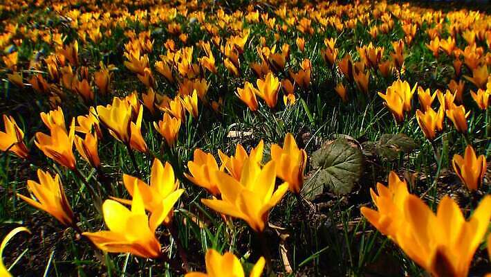 디자인 꽃 야생동물 오렌지 자연 사람없음 파란색 보라색 봄 성장 인사 신선 개화 제비꽃 속도 삼림지대 스노드롭 4K MP4 해외동영상 클립영상 식물 동물 계절 컬러 과일 예절 숲 생태계 동영상 파일형식