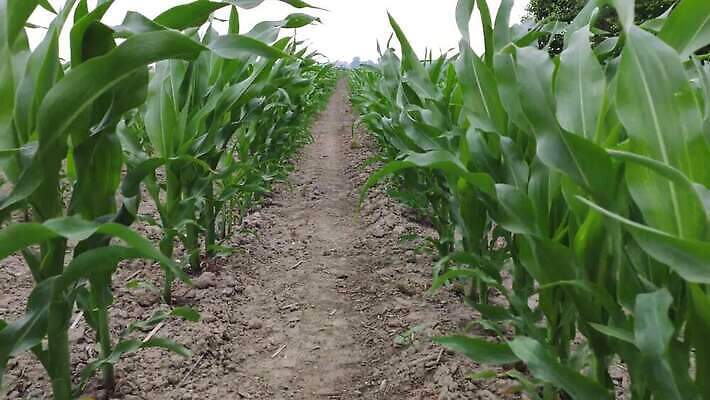 식물 계절 산업 밭 농업 자연 하늘 옥수수 풍경 사람없음 야외 초록색 여름 농작물 농장 농경지 노란색 농사 기계 장비 수확 성장 가을 시골 업무 농부 낟알 땅 밀 유기농 보리 장면 트랙터 밀짚 내추럴 밭일 숙성 호밀 세련 4K MOV 해외동영상 클립영상 직업 웰빙 컬러 곡류 작업 짚 농기계 생태계 특수차량 동영상 파일형식