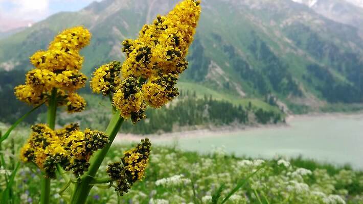 나무 계절 꽃 호수 여행 캐나다 자연 하늘 산 안테나 사람없음 야외 초록색 물 파란색 반사 환경 힘 봄 숲 큼 스위스 내추럴 밴프 앨버타 전국 절정 카자흐스탄 터키석 4K 알마티 MP4 해외동영상 클립영상 자연요소 식물 유럽 아시아 컬러 북아메리카 통신 크기 보석 생태계 동영상 파일형식
