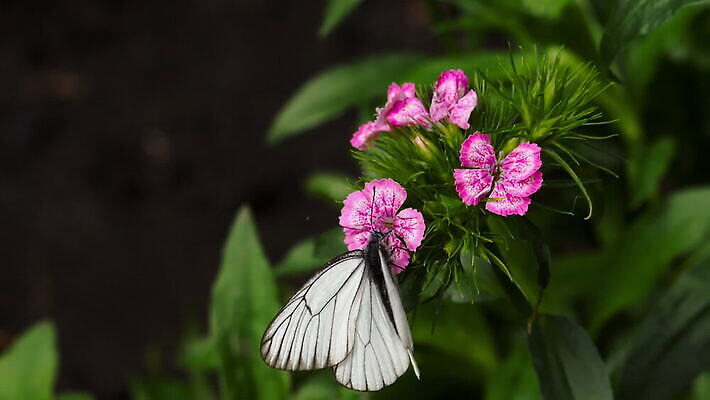식물 계절 꽃 야생동물 컬러 나비 곤충 꽃무늬 자연 초원 사람없음 초록색 여름 보라색 봄 벚꽃 흰색 점 카네이션 내추럴 MOV 해외동영상 클립영상 동물 무늬 생태계 동영상 파일형식
