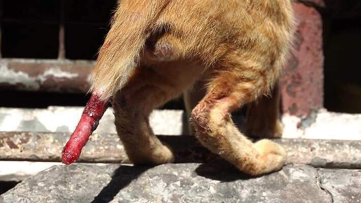 동물 컬러 포유류 털 건강 사람없음 고양이 상처 사건 버리기 꼬리 혼자 남용 4K MOV 해외동영상 클립영상 모션 반려동물 동영상 파일형식