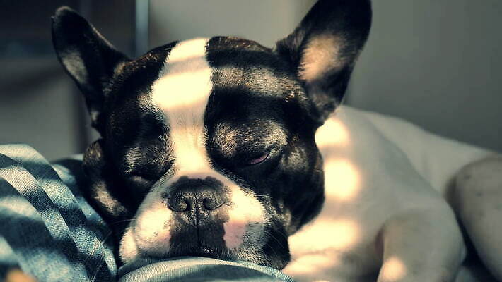 동물 얼굴 휴식 주택 실내 사람없음 반려동물 햇빛 태양 머리 맑음 검은색 우정 흰색 잠 플랫 개 강아지 작음 호기심 불독 주인 송곳니 프랑스어 거짓말 동반자 심각 유래 4K MOV 해외동영상 클립영상 자연요소 문자 감정 컬러 컨셉 포유류 날씨 내부 건물 신체부위 친구 치아 크기 동영상 파일형식