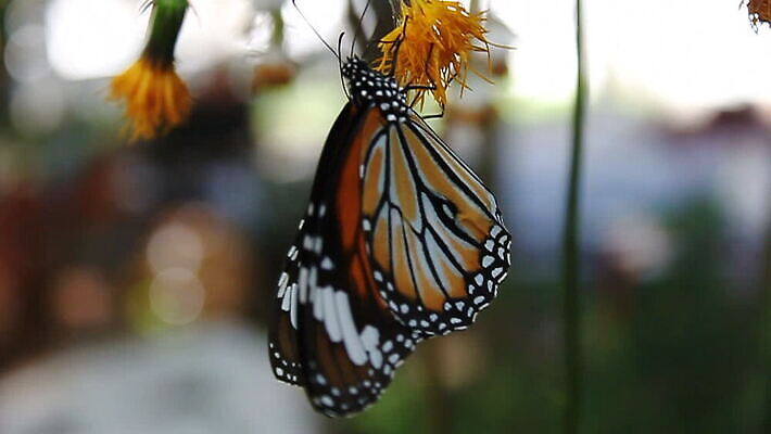 동물 나비 곤충 날개 동물원 사람없음 환경 정원 봄 숲 생물학 화단 MOV 해외동영상 클립영상 계절 교육 동영상 파일형식