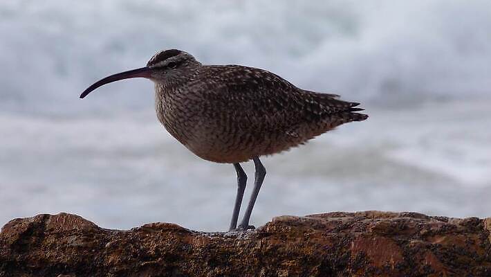 동물 야생동물 파도 자연 조류 해변 사람없음 옆모습 물 서핑 깃털 부리 캘리포니아 태평양 철새 석호 내추럴 동물상 산티아고 4K MP4 해외동영상 클립영상 자연요소 바다 뷰포인트 조형물 미국 수상스포츠 생태계 동영상 파일형식