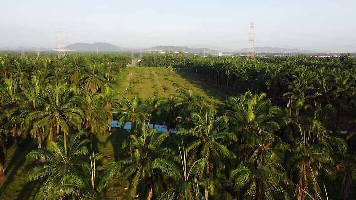 식물 계절 산업 아시아 밭 농업 자연 손바닥 사람없음 야외 초록색 농작물 야자수 농장 환경 수확 성장 시골 재산 보호 정상 날것 장면 말레이시아 내추럴 원자재 세련 4K MOV 해외동영상 클립영상 나무 손 나라 컬러 컨셉 금융 생태계 동영상 파일형식