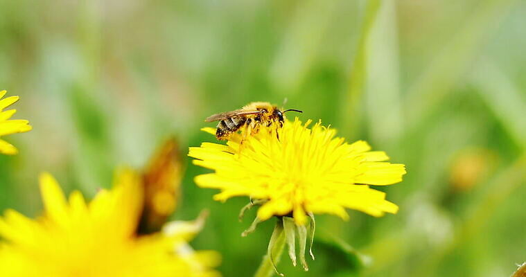 식물 계절 꽃잎 꽃 컬러 곤충 백그라운드 잎 꽃무늬 밭 자연 잔디 초원 사람없음 야외 초록색 여름 햇빛 노란색 정원 맑음 봄 벚꽃 신선 닫기 벌레 꿀벌 땅 벌 꽃가루 꿀 4K MOV 해외동영상 클립영상 동물 무늬 농업 모션 날씨 태양 벌_곤충 가루 생태계 동영상 파일형식