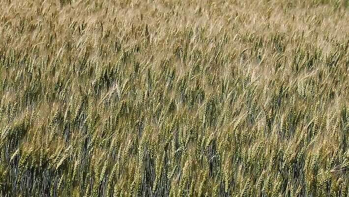 식물 줄기 밭 농업 자연 하늘 바람 씨앗 풍경 초원 사람없음 야외 초록색 여름 파란색 농작물 농장 노란색 환경 수확 성장 재산 황금 닫기 낟알 땅 밀 흔들림 귀 밀짚 내추럴 숙성 호밀 MOV 해외동영상 클립영상 자연요소 계절 산업 컬러 모션 날씨 곡류 신체부위 금융 짚 생태계 동영상 파일형식