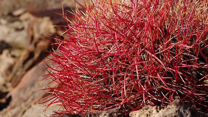 나무 식물 공원 여행 북아메리카 자연 선인장 건조 국립공원 풍경 사람없음 빨간색 초록색 정원 미국 못 가시 황무지 척추 캘리포니아 내추럴 다육식물 4K MP4 해외동영상 클립영상 공공시설 컬러 뼈 아메리카 공구 생태계 동영상 파일형식