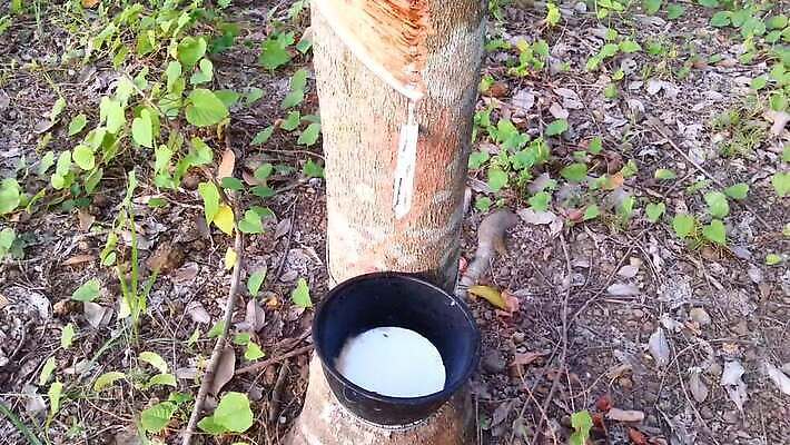 나무 식물 산업 잎 농업 태국 자연 사람없음 목재 초록색 농작물 농장 흐름 우유 성장 흰색 나뭇가지 신선 액체 사발 떨어짐 냄비 숲 자르기 날것 타이어 나무껍질 고무 잡동사니 내추럴 라텍스 삼림지대 원자재 공급 MP4 해외동영상 클립영상 아시아 컬러 컨셉 재료 모션 유제품 껍질 사기그릇 솥 생태계 동영상 파일형식