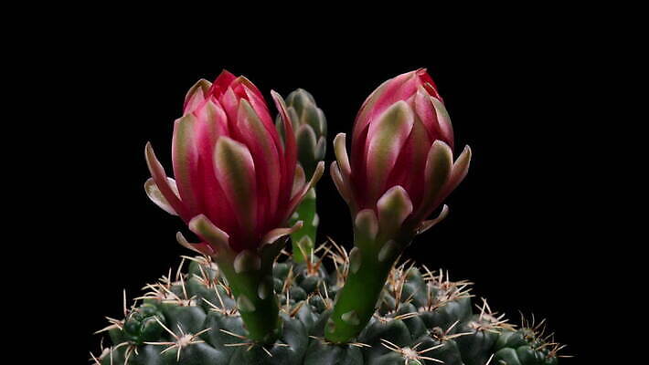 식물 계절 꽃잎 꽃 컬러 꽃다발 꽃무늬 모션 선인장 사람없음 장식 가로 컬러풀 봄 펼침 성장 신선 오픈 개화 변화 속도 원예 동영상 생존 4K 타임랩스 MOV 해외동영상 클립영상 컨셉 무늬 촬영기법 취미 파일형식