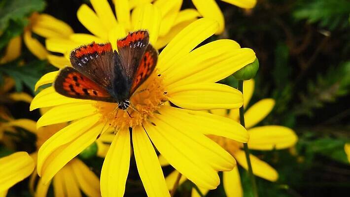 식물 동물 꽃 나비 곤충 잎 모션 자연 사람없음 초록색 노란색 새싹 환경 마시기 황금 닫기 작음 먹기 관목 묘사 속도 데이지 보케 꽃가루 상록수 꿀 느림 구리 블러효과 수유 MP4 해외동영상 클립영상 나무 컬러 원소 크기 가루 생태계 동영상 블러 파일형식 효과