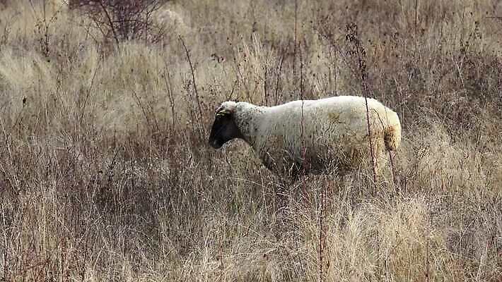 동물 1 밭 농업 포유류 자연 털 초원 사람없음 야외 초록색 여름 농장 농경지 환경 가축 봄 가을 흰색 시골 양 방목 땅 호기심 싱글 솜털 양고기 양모 무료 밭일 양털 4K MP4 해외동영상 클립영상 계절 감정 산업 컬러 컨셉 육류 직물 축산업 생태계 동영상 파일형식