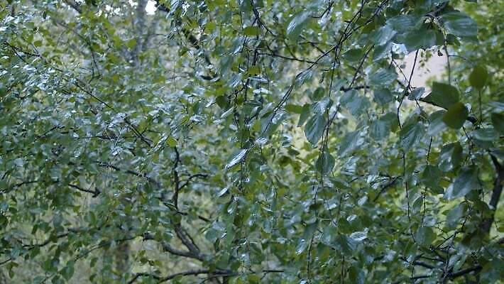 나무 계절 공원 백그라운드 단풍 잎 자연 날씨 파노라마 사람없음 초록색 물 여름 평화 환경 침묵 젖음 흐름 물방울 신선 황무지 분위기 붓기 떨어짐 숲 빗방울 순수 자작나무 나쁜 삼림지대 샤워실 4K MOV 해외동영상 클립영상 자연요소 식물 공공시설 컬러 컨셉 모션 촬영기법 소리 비_날씨 생태계 동영상 샤워시설 파일형식