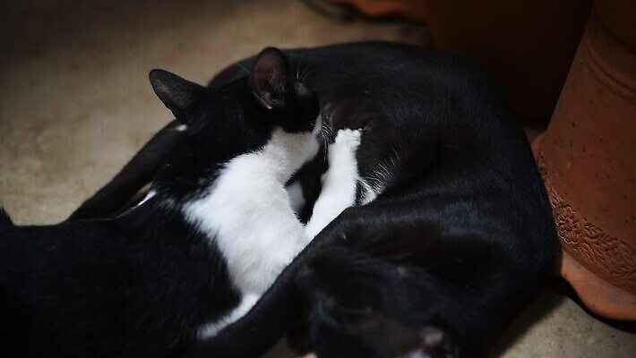 동물 여자 어린이 음식 포유류 가족 자연 엄마 휴식 털 사랑 사람없음 반려동물 마을 고양이 회색 우유 간호사 흰색 아기 신생아 최고 닫기 빨다 작음 모피 먹기 간호 부드러움 솜털 MOV 해외동영상 클립영상 감정 컬러 컨셉 관계 모션 유제품 사람 의료진 감각 크기 생태계 동영상 파일형식